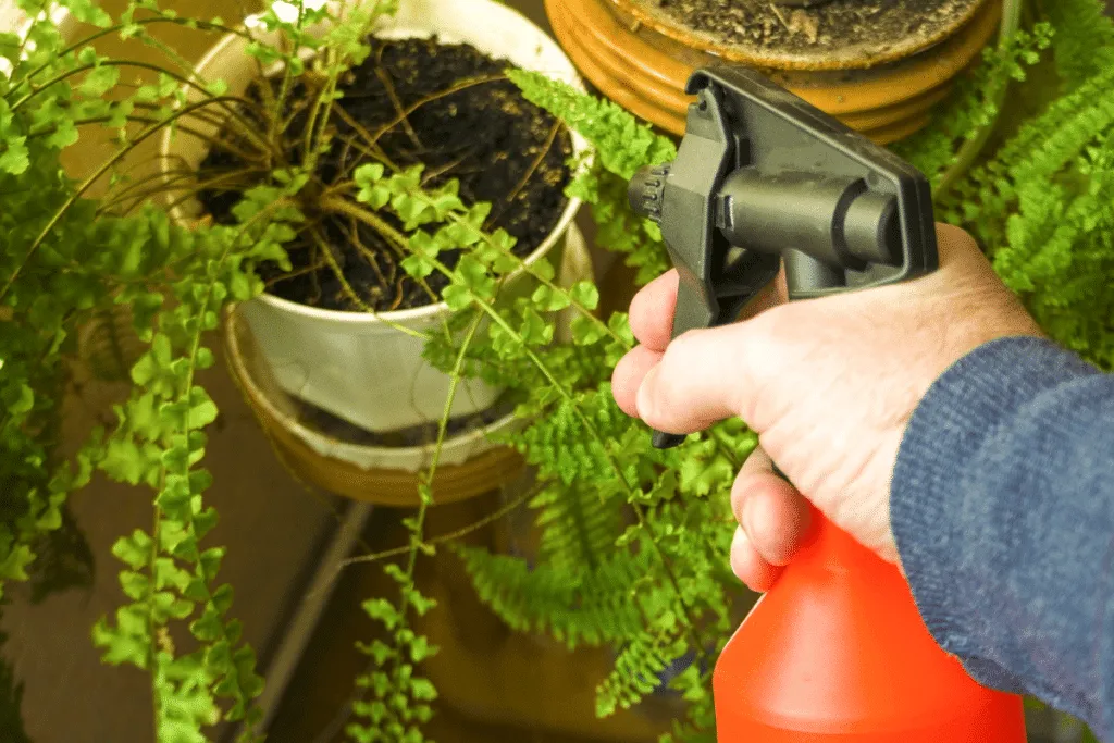 Warum schwarze Seife im Garten so gut wirkt